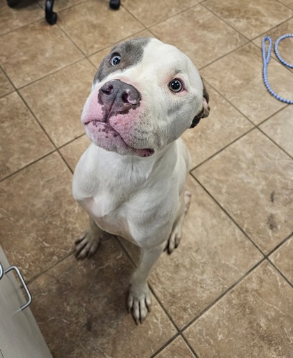 Mr. Wiggles 88% ( Out of County)