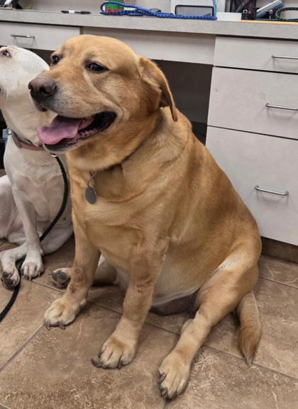 Blaze (Bonded Piper)