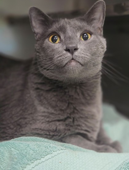 Loki (special needs 20+lbs)