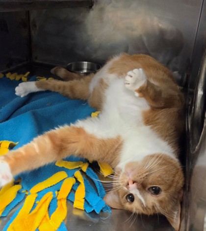 Alexis (special needs/ 3 legs)