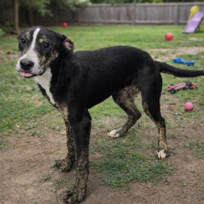 (Berry) Mayonnaise (Grey)36%