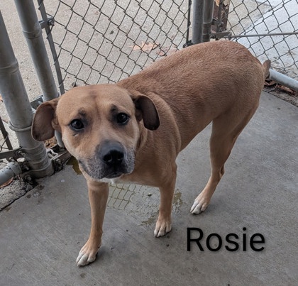 Rosie 50% ( out of county)