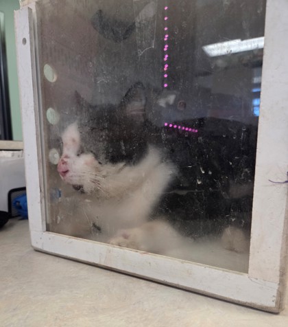 Professor Moody (Barn Cat)