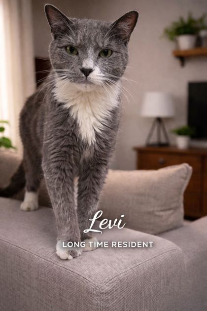 Levi (Special Needs)