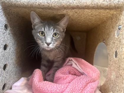 Cassava photo