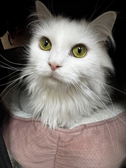 White Kitty photo
