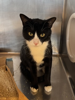 Tux photo