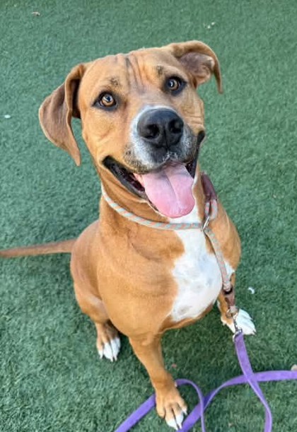 Ruger photo