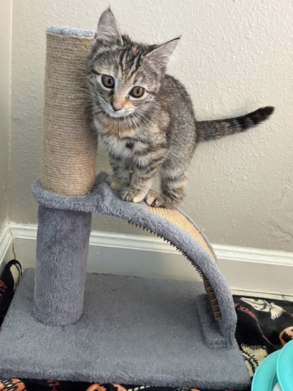 Sugar Baby photo