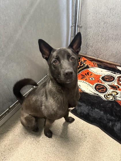 Kuma photo