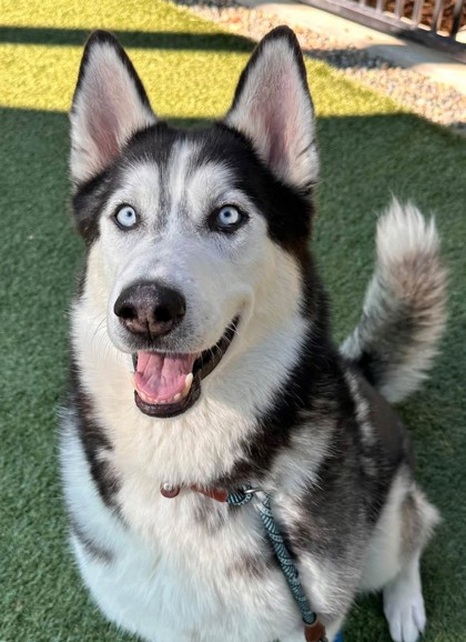 Lobo photo