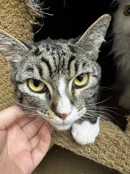 Mittens photo