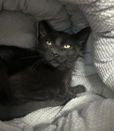 Licorice photo