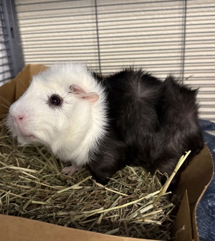 Pickles photo