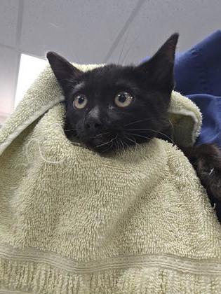 Licorice photo