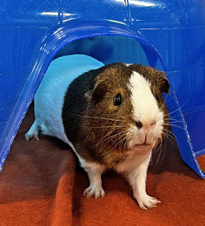 Percy photo