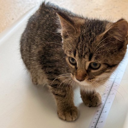 Dahlia (Pet Valu Wasaga) photo