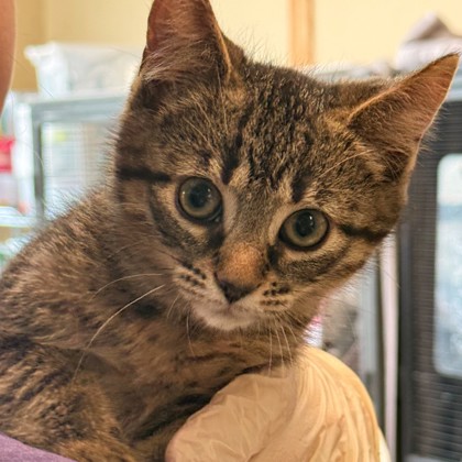 Dandelion (Pet Valu Wasaga) photo