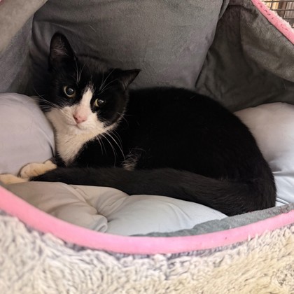 Tux photo