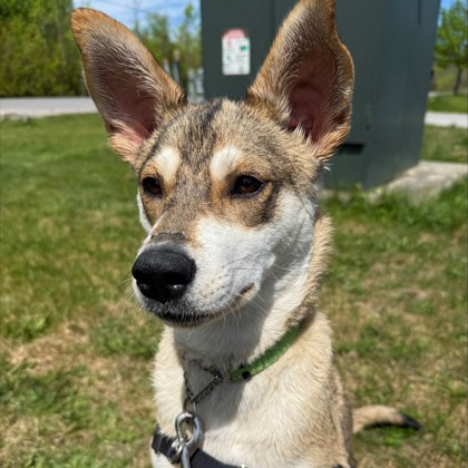 Kyah (Special Paws) photo