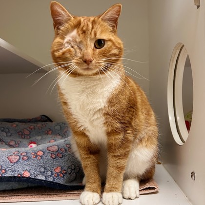 Tigger photo