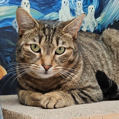 Freddy (Overlooked Pet) photo