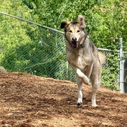 Finn photo