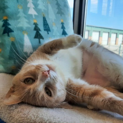 Peaches (Special Paws) photo