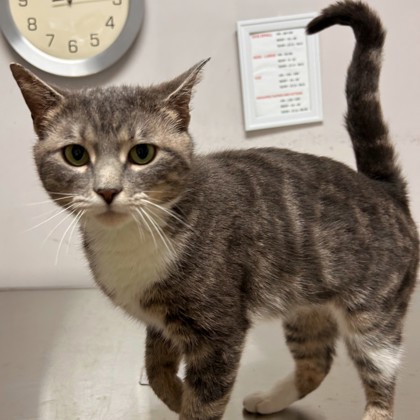 Pussy Cat (Underdog) photo
