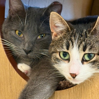 Wanda (Bonded Pair) photo