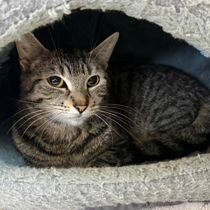 Tabitha photo