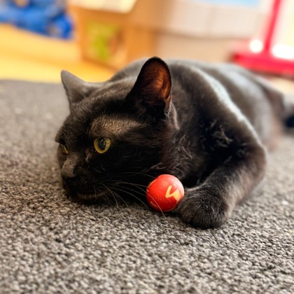 Maze (Special Paws) photo