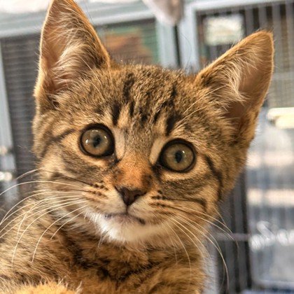 Daisy (Pet Valu Wasaga) photo