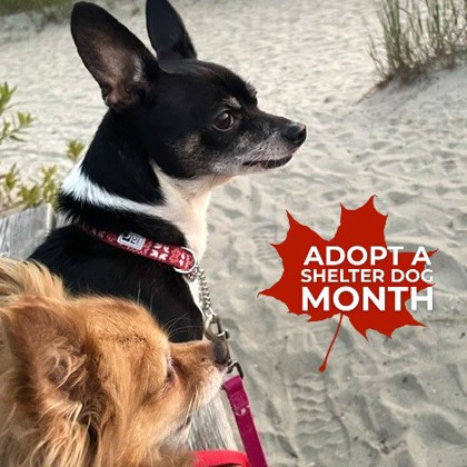 Toby (Bonded Pair) photo