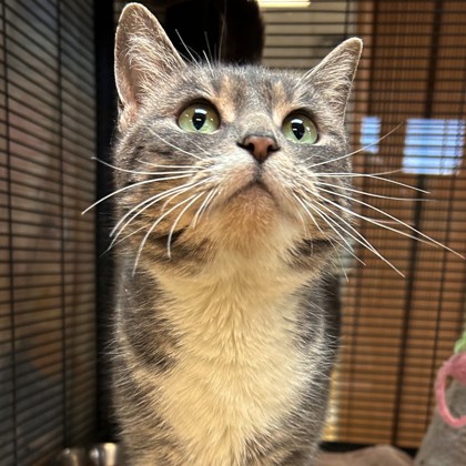 Pussy Cat photo