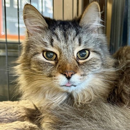 Mickey (declawed) photo