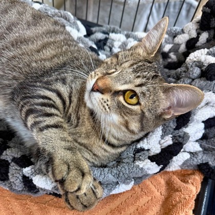 Baker Tom (Special Paws) photo