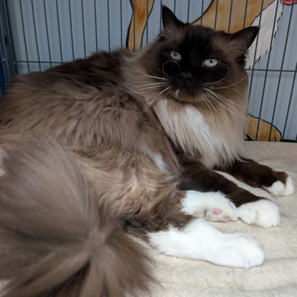 Gus (Special Paws) photo