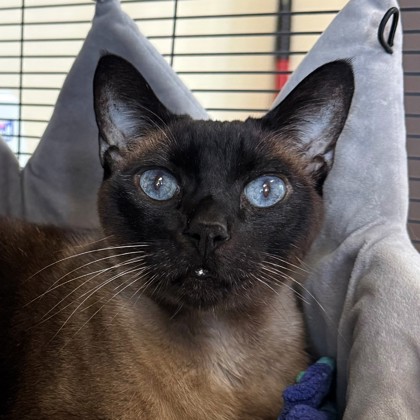 Prince (Special Paws) photo