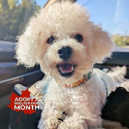 Mochi (Underdog) photo
