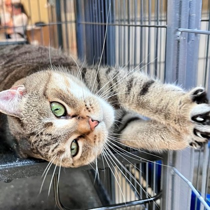Miss Kitty photo