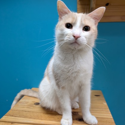Xena (Overlooked Pet) photo