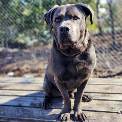 Bruno (Underdog) photo