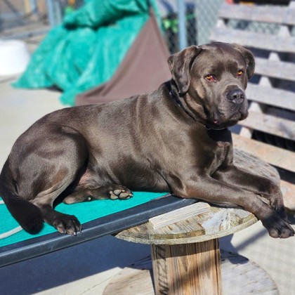 Bruno (Underdog) photo