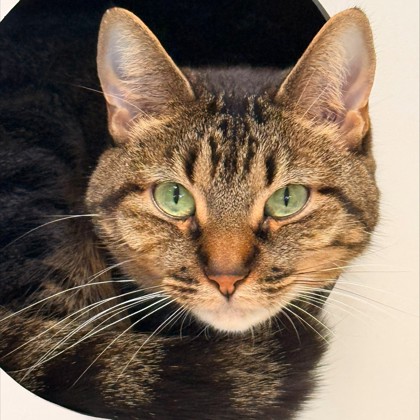 Fifi photo