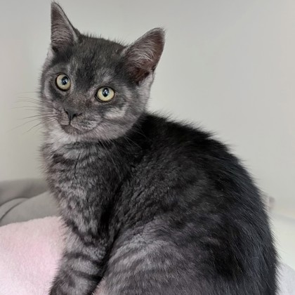 Siri (PetValu Stayner) photo
