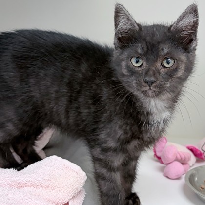 Alexa (PetValu Stayner) photo