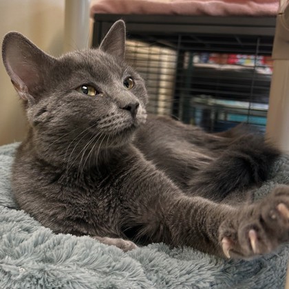 Shadow (PetSmart Barrie Mapleview) photo