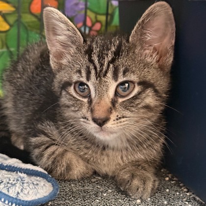 BartholeMEW (PetSmart Barrie Mapleview) photo
