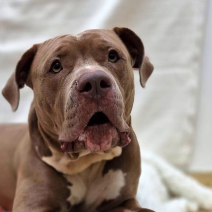Roxy (Special Paws) photo